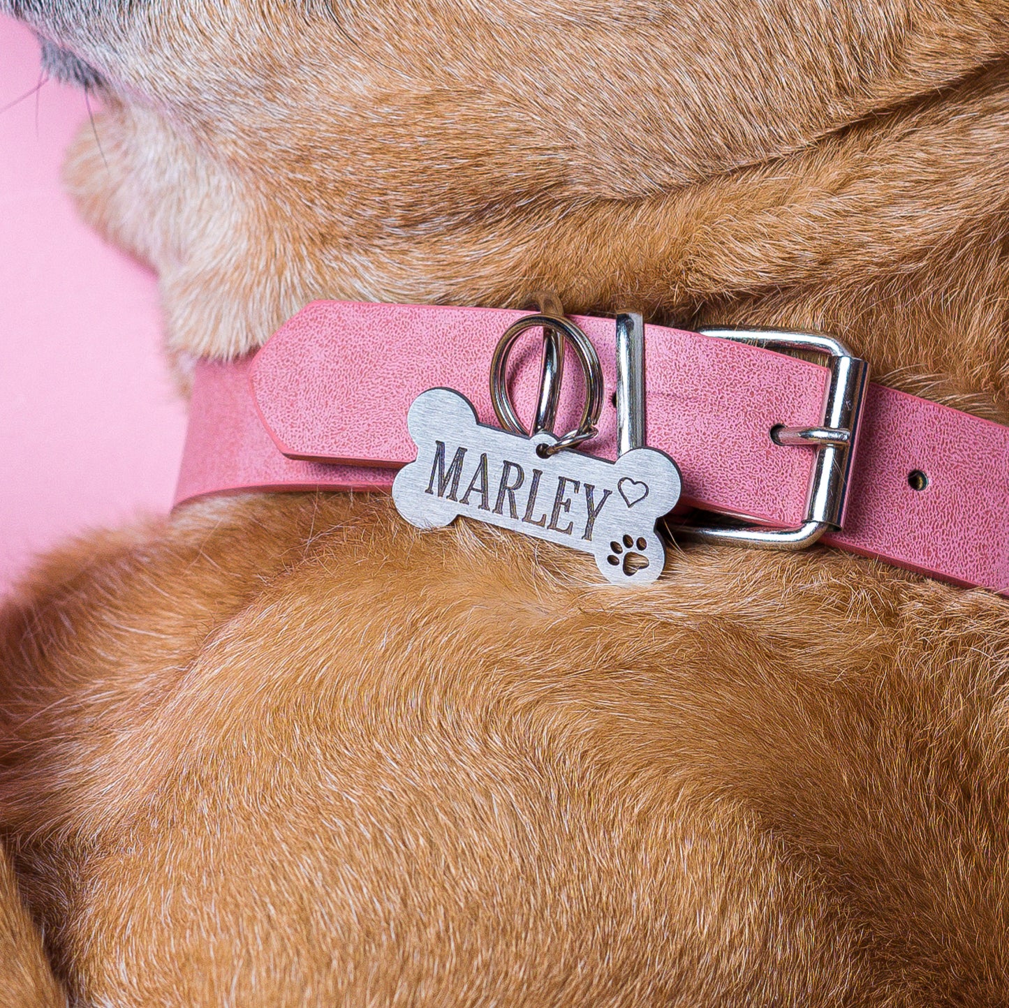 Placa de identificación para perro