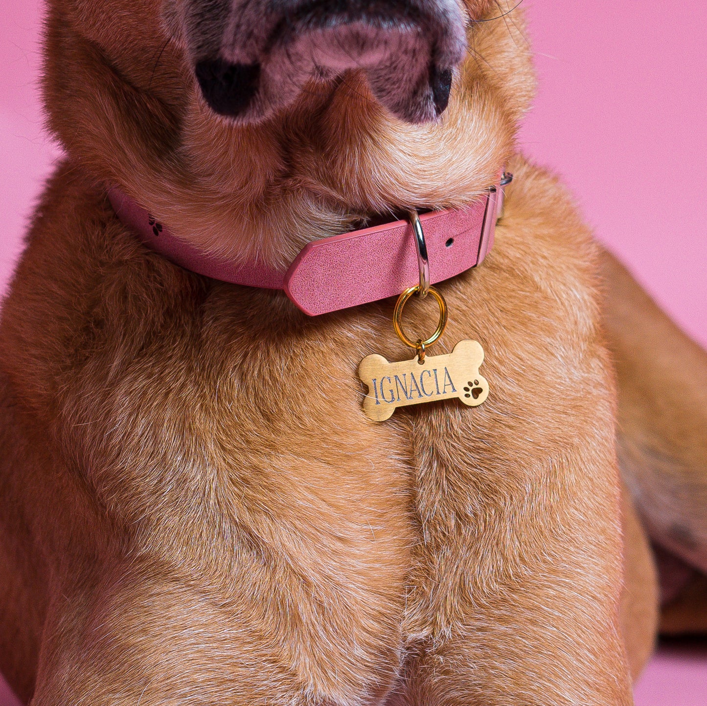 Placa de identificación para perro