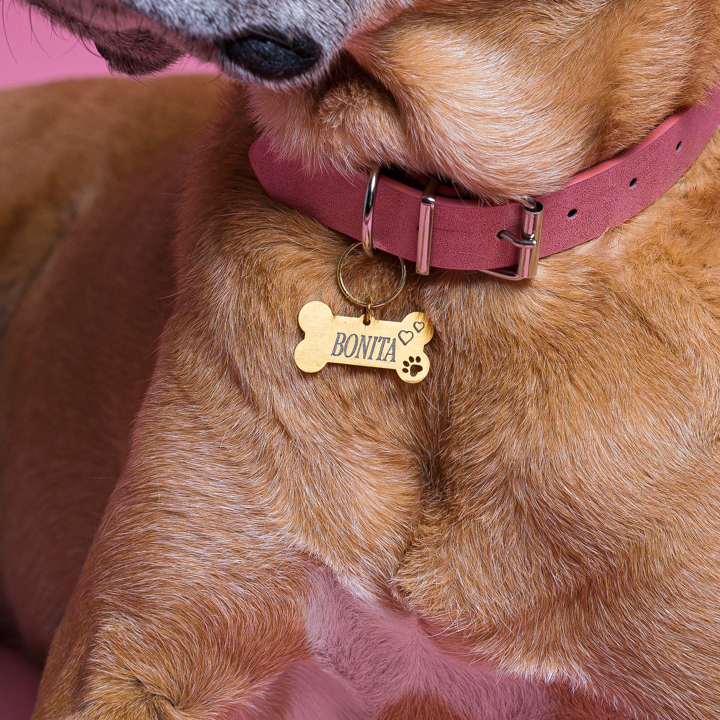 Placa de identificación para perro