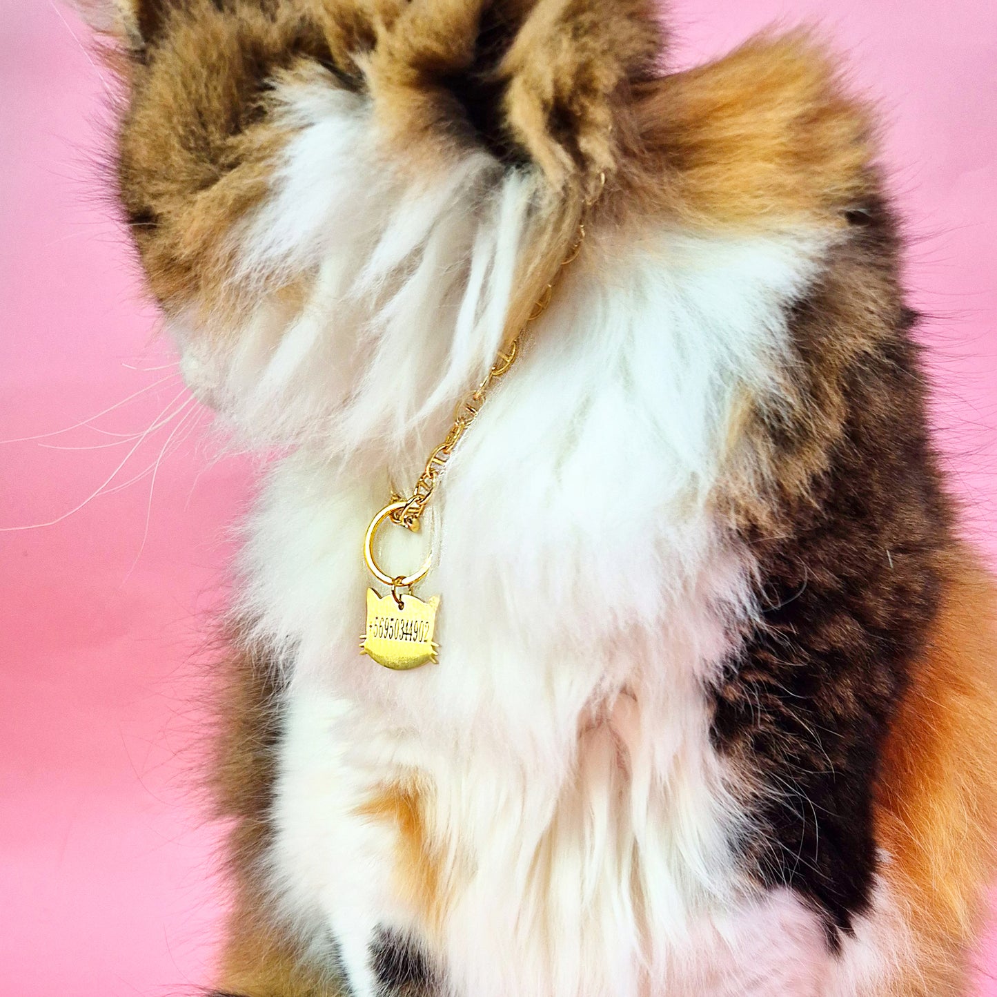 Placa de identificación para gatos